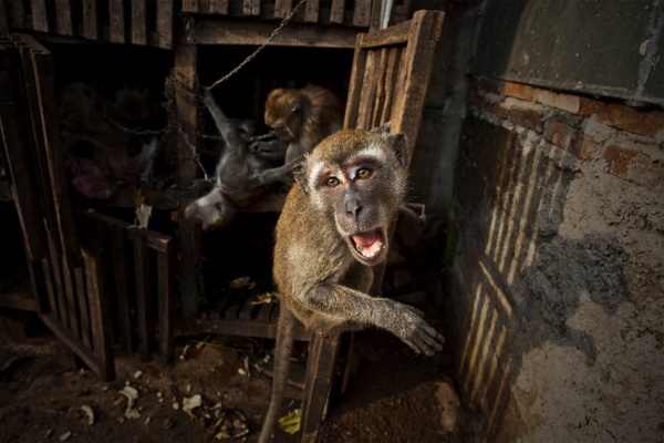 Фоторепортаж об уличном представлении в Индонезии. Фото: Ulet Ifansasti/Getty Images