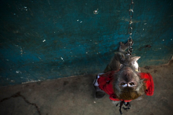 Фоторепортаж об уличном представлении в Индонезии. Фото: Ulet Ifansasti/Getty Images