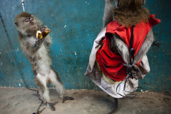 Фоторепортаж об уличном представлении в Индонезии. Фото: Ulet Ifansasti/Getty Images