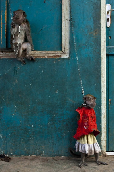 Фоторепортаж об уличном представлении в Индонезии. Фото: Ulet Ifansasti/Getty Images