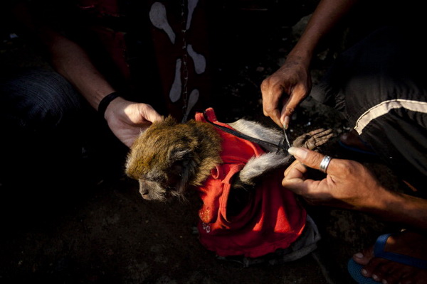Фоторепортаж об уличном представлении в Индонезии. Фото: Ulet Ifansasti/Getty Images