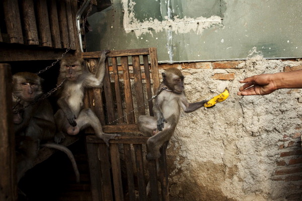 Фоторепортаж об уличном представлении в Индонезии. Фото: Ulet Ifansasti/Getty Images