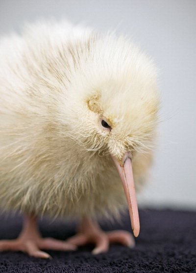 Фоторепортаж о птенце киви редкого вида. Фото: Mike Heydon/Jet Productions NZ Limited via Getty Images Фоторепортаж о птенце киви редкого вида. Фото: Mike Heydon/Jet Productions NZ Limited via Getty Images
