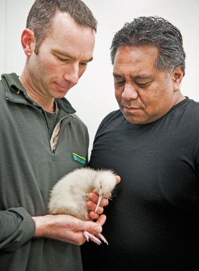 Фоторепортаж о птенце киви редкого вида. Фото: Mike Heydon/Jet Productions NZ Limited via Getty Images Фоторепортаж о птенце киви редкого вида. Фото: Mike Heydon/Jet Productions NZ Limited via Getty Images
