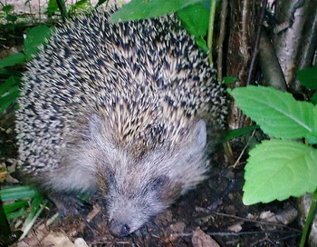 Ёж. Фото: Николай Богатырёв Ёж. Фото: Николай Богатырёв