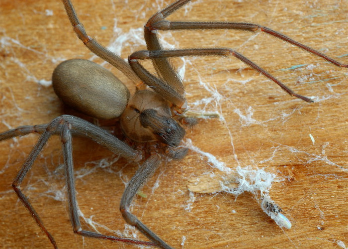 Loxosceles recluse. Фото: Shutterstock