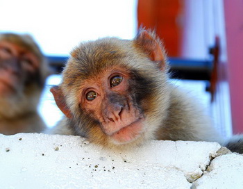 Фото: flickr.com Фото: flickr.com