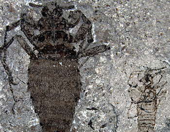 Самки (слева) доисторических блох были значительно крупней самцов. 