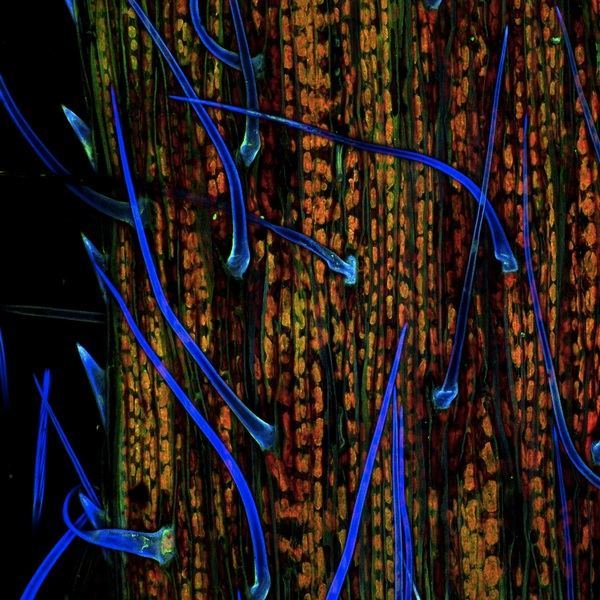 Второе место на конкурсе Nikon International Small World 2011 получил снимок увеличенного в 200 раз листа травы, сделанный Донной Штольц из Университета Питтсбурга (США). Фото с сайта animalworld.com.ua