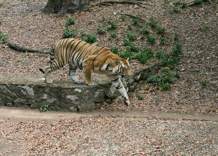 Королевский бенгальский тигр. Фото: RAVEENDRAN/AFP/Getty Images