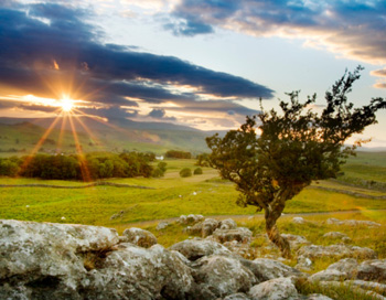Боярышник - ценное лекарственное растение. Фото: Michael Honor/Getty Images