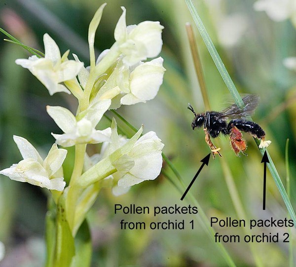 Различные сорта орхидей из группы «Горициных» используют одних и тех же пчел для опыления. На фото пчела на длинном стебле орхидеи.