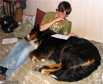 Диванные собачки. Фото с сайта bernclub.ru/forum Диванные собачки. Фото с сайта bernclub.ru/forum