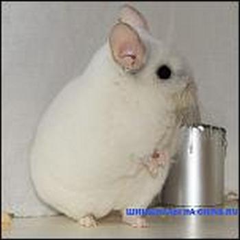 Фото с сайта https://chins.ru