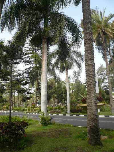 Александрия. Белые королевские финиковые пальмы. Фото: Елена Захарова/Великая Эпоха (The Epoch Times) 