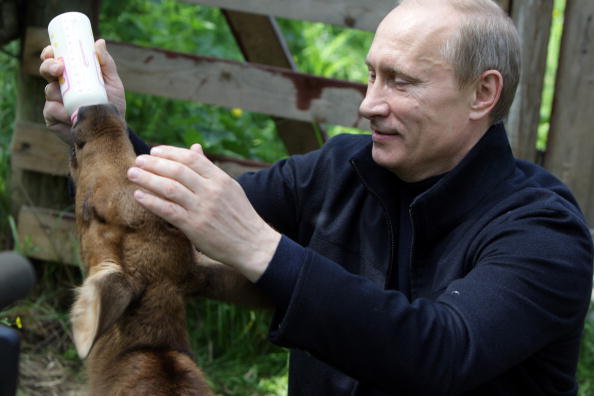 Владимир Путин в национальном парке «Лосиный остров». Фото: ALEXEY DRUZHININ/AFP/Getty Images