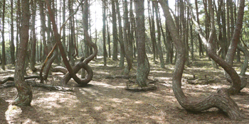 Танцующий лес Балтики. Фото: Елена Захарова/Великая Эпоха (The Epoch Times)