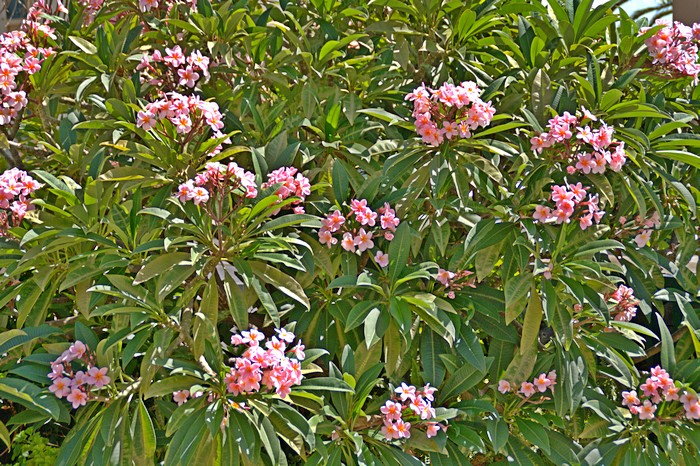 Чампа, о которой составлено множество легенд в азиатских странах. Мадейра. Фото: Сима Петрова/Великая Эпоха (The Epoch Times) Чампа, о которой составлено множество легенд в азиатских странах. Мадейра. Фото: Сима Петрова/Великая Эпоха (The Epoch Times)