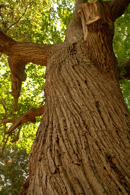 Мадейра в переводе с португальского – древесина. Фото: Сима Петрова/Великая Эпоха (The Epoch Times) Мадейра в переводе с португальского – древесина. Фото: Сима Петрова/Великая Эпоха (The Epoch Times)