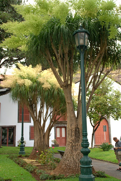 Скверик в Санта-Крузе. Мадейра. Фото: Сима Петрова/Великая Эпоха (The Epoch Times) Скверик в Санта-Крузе. Мадейра. Фото: Сима Петрова/Великая Эпоха (The Epoch Times)