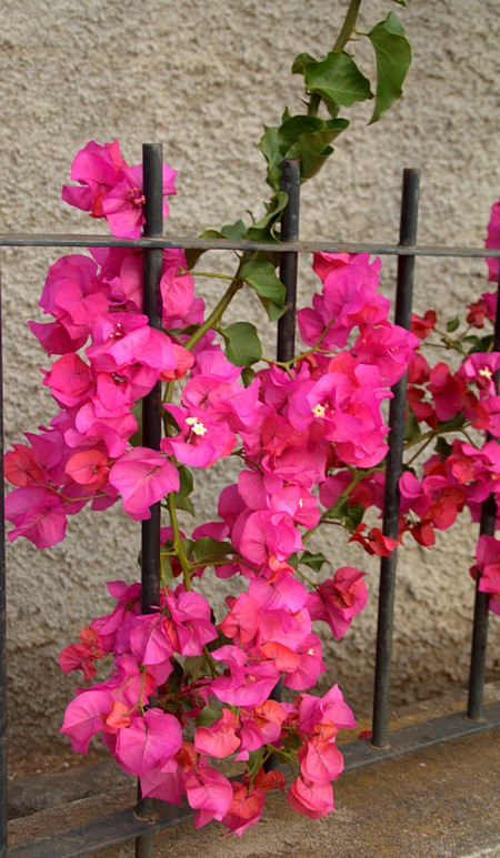 Мадейра. Фото: Сима Петрова/Великая Эпоха (The Epoch Times) Мадейра. Фото: Сима Петрова/Великая Эпоха (The Epoch Times)