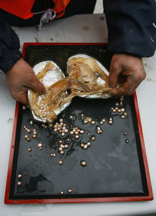 Рабочий извлекает жемчужины в Наньцзине, провинция Цзянсу, 18 апреля 2006 г. Фото: China Photos/Getty Images