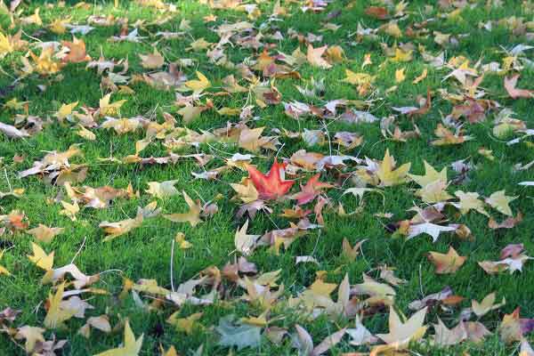 Осень в городском парке. Гельзенкирхен. Германия. Фото: Сима Петрова/Великая Эпоха Осень в городском парке. Гельзенкирхен. Германия. Фото: Сима Петрова/Великая Эпоха