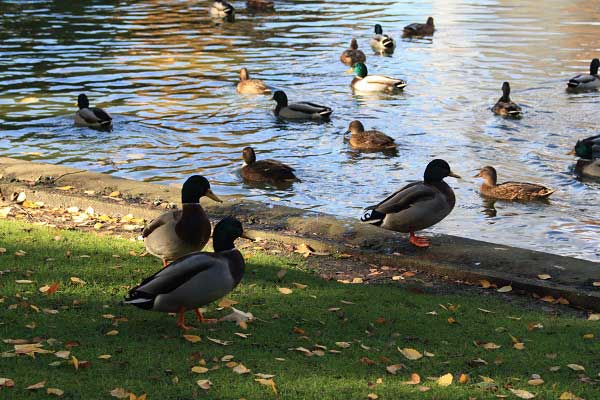 Осень в городском парке. Гельзенкирхен. Германия. Фото: Сима Петрова/Великая Эпоха Осень в городском парке. Гельзенкирхен. Германия. Фото: Сима Петрова/Великая Эпоха