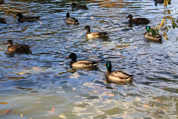 Осень в городском парке. Гельзенкирхен. Германия. Фото: Сима Петрова/Великая Эпоха Осень в городском парке. Гельзенкирхен. Германия. Фото: Сима Петрова/Великая Эпоха
