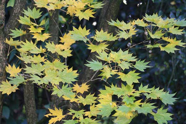 Осень в городском парке. Гельзенкирхен. Германия. Фото: Сима Петрова/Великая Эпоха Осень в городском парке. Гельзенкирхен. Германия. Фото: Сима Петрова/Великая Эпоха