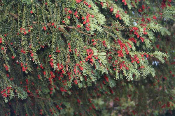 Осень в городском парке. Гельзенкирхен. Германия. Фото: Сима Петрова/Великая Эпоха Осень в городском парке. Гельзенкирхен. Германия. Фото: Сима Петрова/Великая Эпоха