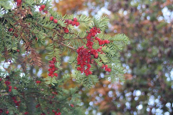 Осень в городском парке. Гельзенкирхен. Германия. Фото: Сима Петрова/Великая Эпоха Осень в городском парке. Гельзенкирхен. Германия. Фото: Сима Петрова/Великая Эпоха