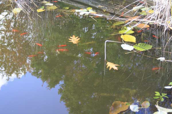 Осень в городском парке. Гельзенкирхен. Германия. Фото: Сима Петрова/Великая Эпоха Осень в городском парке. Гельзенкирхен. Германия. Фото: Сима Петрова/Великая Эпоха