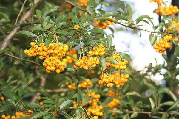 Осень в городском парке. Гельзенкирхен. Германия. Фото: Сима Петрова/Великая Эпоха Осень в городском парке. Гельзенкирхен. Германия. Фото: Сима Петрова/Великая Эпоха