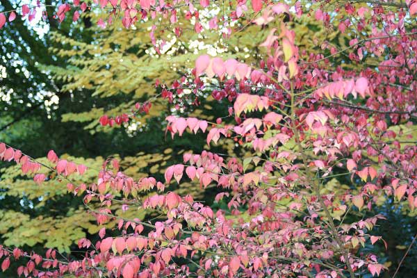 Осень в городском парке. Гельзенкирхен. Германия. Фото: Сима Петрова/Великая Эпоха Осень в городском парке. Гельзенкирхен. Германия. Фото: Сима Петрова/Великая Эпоха