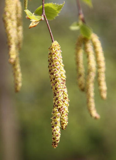 Цветение березы в Германии. Пыльца этих цветов вызывает аллергию у многих европейцев.  Фото: Andreas Rentz/Getty Images