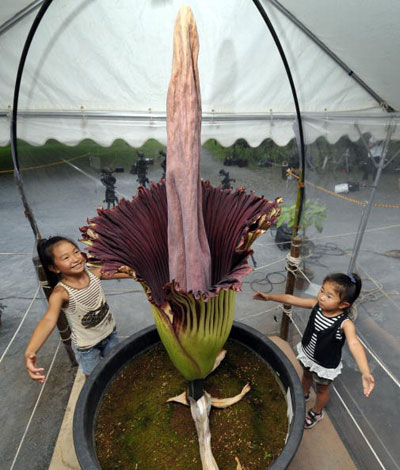 Гигантский Аронник Титана (Amorphophallus titanum), источающий запах распадающейся плоти.  Фото: YOSHIKAZU TSUNO/AFP/Getty Images  