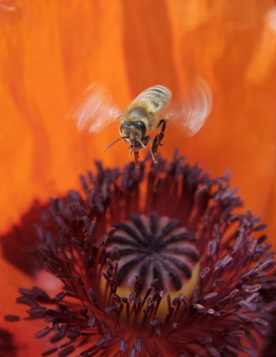 Пчела и цветок мака. Фото: ТОМАСА KIENZLE/AFP/Getty Images