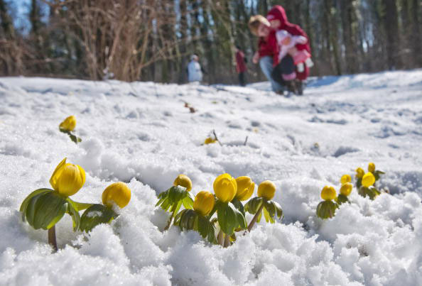 Цветы в снегу. Фото: ТОМАСА KIENZLE/AFP/Getty Images