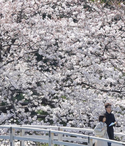 Вишневый «снег» в весенних садах Японии. Фото: ТОРУ YAMANAKA/AFP/Getty Images