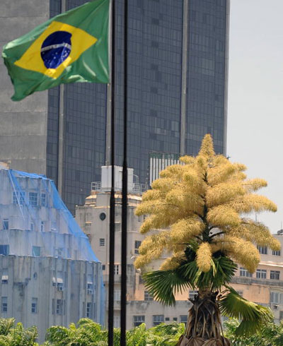 Цветение пальмы «Корифа зонтиковидная» в Парке Атерро де Фламанго в Рио-де-Жанейро, Бразилия. Такие пальмы могут достигать высоты до 25 м и жить более 80 лет, но цветут они в своей жизни только раз  и затем умирают. Фото: VANDERLEI ALMEIDA/AFP/Getty Images