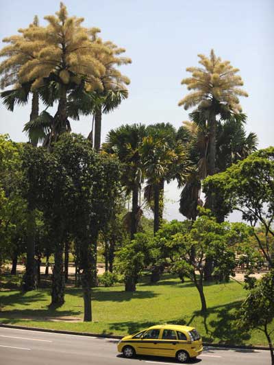 Цветение пальмы «Корифа зонтиковидная» в Парке Атерро де Фламанго в Рио-де-Жанейро, Бразилия. Такие пальмы могут достигать высоты до 25 м и жить более 80 лет, но цветут они в своей жизни только раз и затем умирают. Фото: VANDERLEI ALMEIDA/AFP/Getty Images