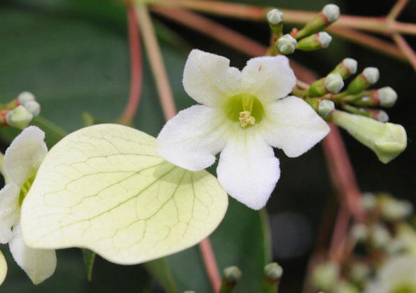 Цветок кофейного дерева, доставленного из китайских лесов в древесный питомник около Антверпена. Цветение этого дерева, является очень редким зрелищем для Европы (с 1907 г. оно наблюдалось всего в четвертый раз в 2006 г.). Небольшие белые цветы цветут в верхней части кофейного дерева.  Фото: JOHN THYS/AFP/Getty Images