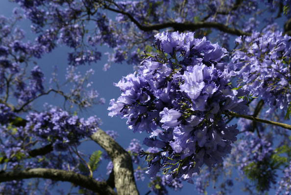 Субтропические деревья «Джакаранды» распространены всюду по большой части южной Калифорнии и создают по весне, благодаря своим фиолетовым цветкам, сюрреалистический пейзаж. Фото: David McNew/Getty Images