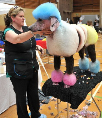 Груминг-шоу в Великобритании. Фото с сайта animalworld.com.ua