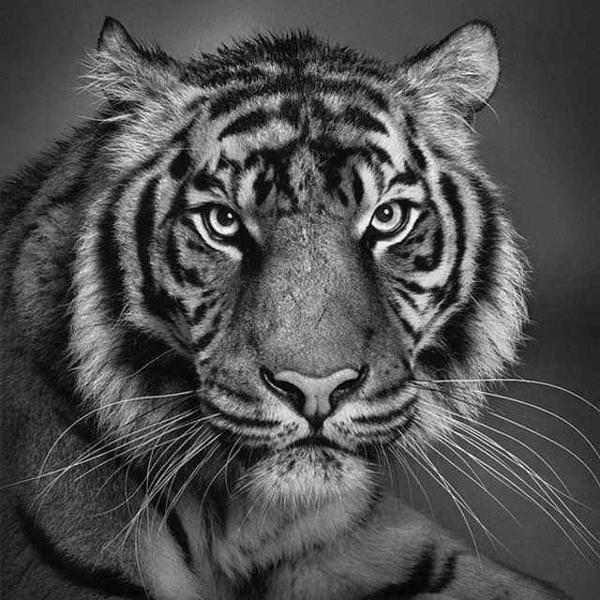Животные в графике  Пола Лунга. Фото: animalworld.com.ua