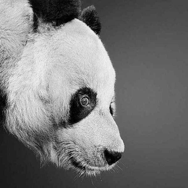 Животные в графике  Пола Лунга. Фото: animalworld.com.ua