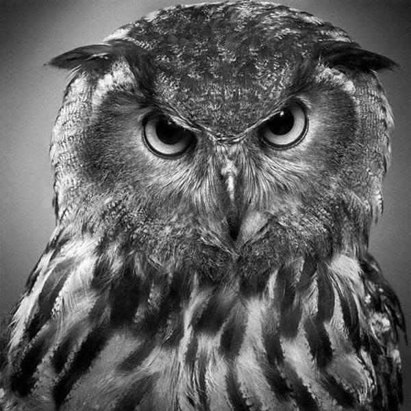 Животные в графике  Пола Лунга. Фото: animalworld.com.ua