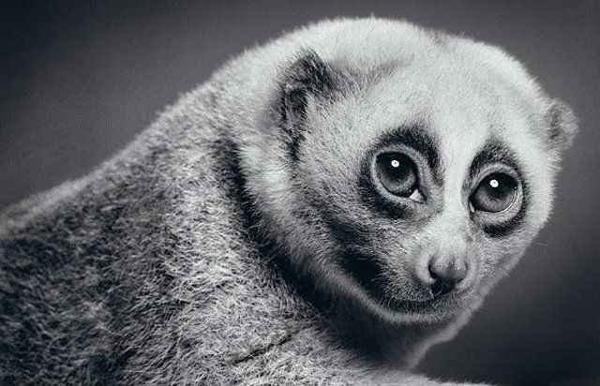 Животные в графике  Пола Лунга. Фото: animalworld.com.ua