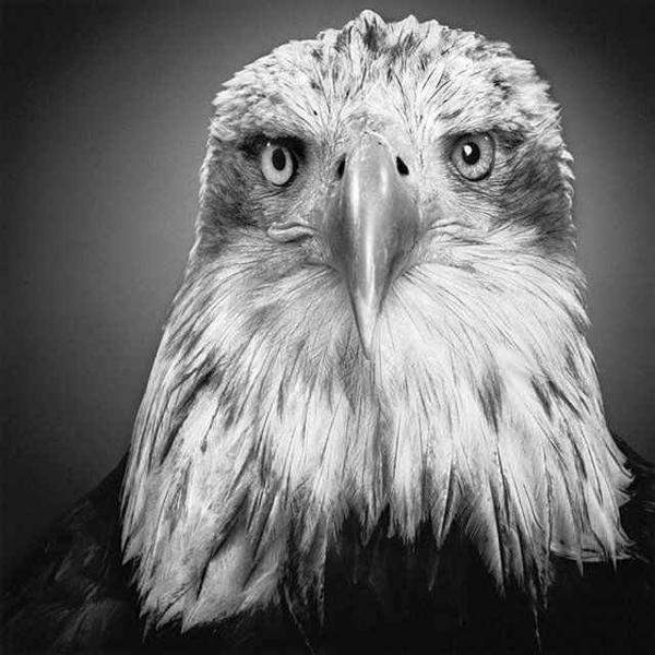 Животные в графике  Пола Лунга. Фото: animalworld.com.ua